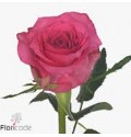 ΤΡΙΑΝΤΑΦΥΛΛΑ ΡΟΖ 60εκ. ROSEN PINK SUDOKU 60cm
